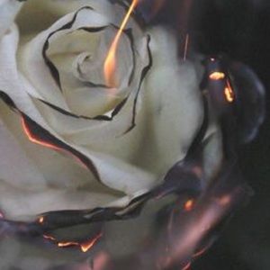 Meet your Posher, Bella